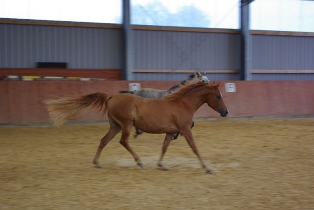 800 Jahrfeier in Ummeln